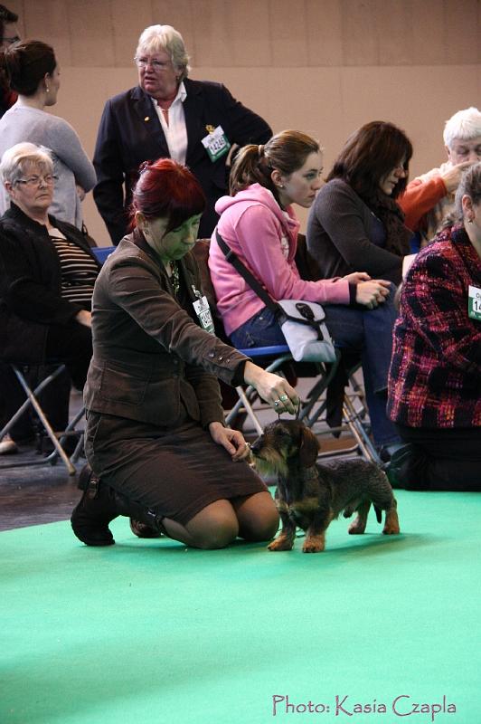 Crufts2011_2 628.jpg